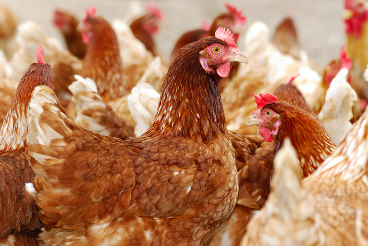 Carne de frango galga uma posição na pauta cambial brasileira